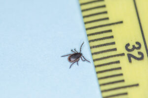 Male blacklegged (deer) tick next to a ruler for scale.