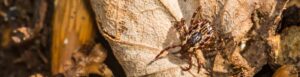 Male American dog tick on a dry leaf in a natural outdoor setting.