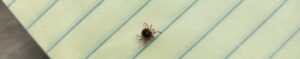 Female lone star tick on lined paper.