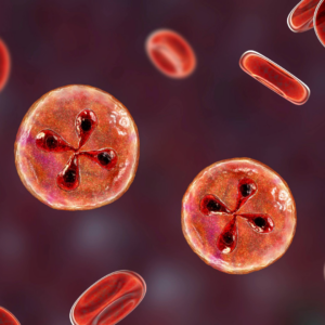 Illustration of Babesia parasites inside red blood cells, showing the characteristic “Maltese cross” shape.