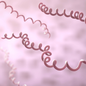 Illustration of Borrelia burgdorferi bacteria shown as spiral-shaped spirochetes.