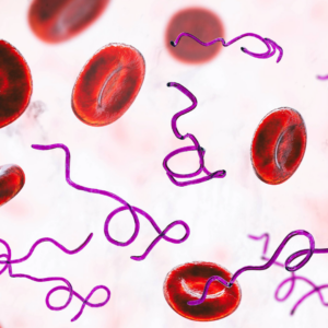 Borrelia bacteria in blood, 3D illustration. The causative agent of relapsing fever